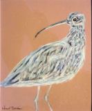 02 - Curlew 1 - Pastel - Wendy Britton.JPG